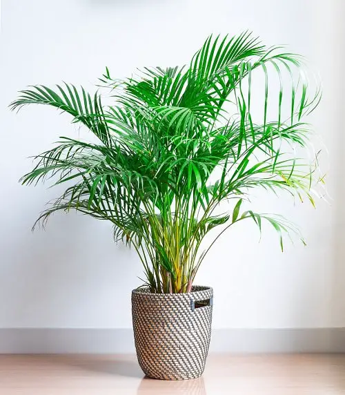 Best Plants for Gym 5