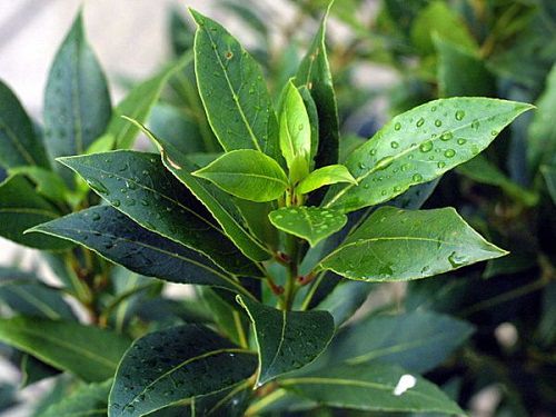 How to Grow a Mexican Herb Garden 6