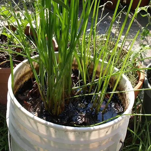 Herbs and Vegetables You can Grow in Container Water Garden 88