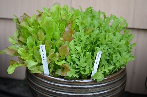 Arugula Companion Plants
