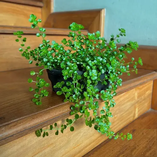 best Moisture Loving Houseplants