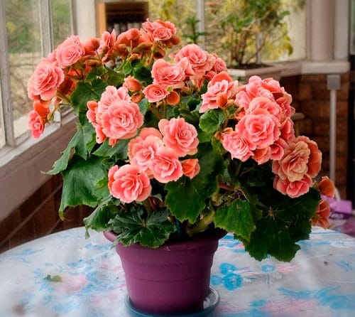 Different Types of Indoor Plants