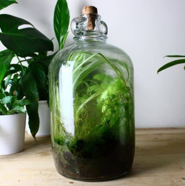 best Bioactive Terrarium