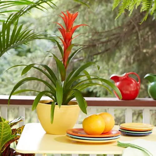 Moisture Loving Houseplants