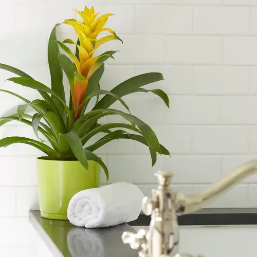 top flowering Types of Indoor Plants