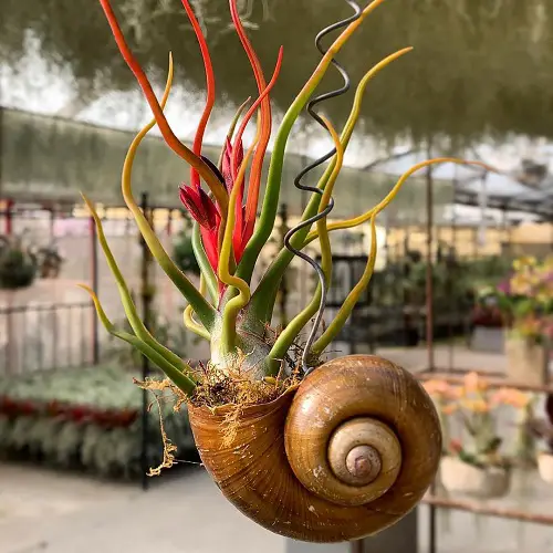 Air Plants