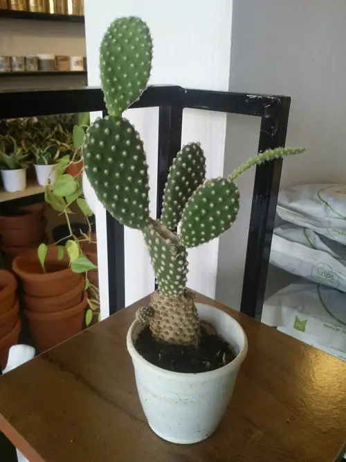 Succulents & Cacti on tabletop