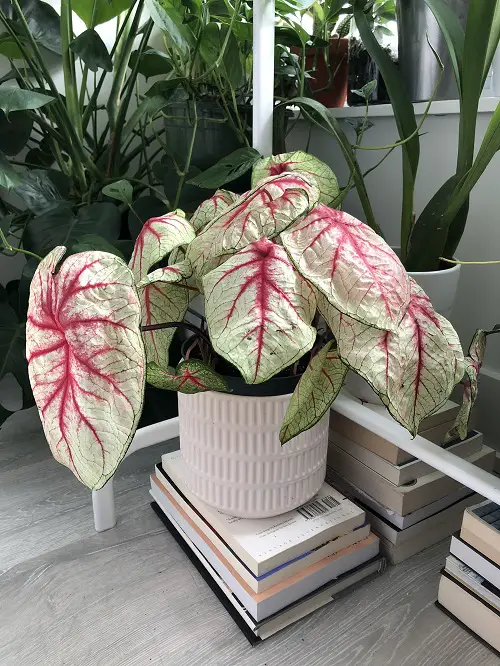 best Moisture Loving Houseplants