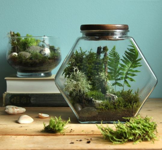 DIY Cookie Jar Terrarium