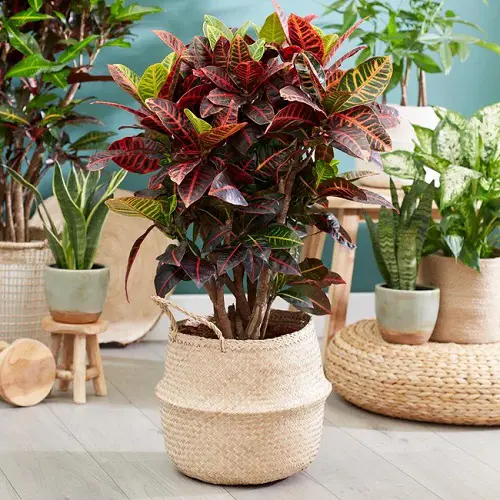 top best Large Houseplants