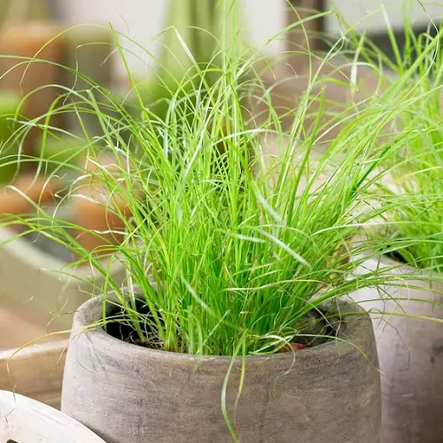 beautiful Moisture Loving Houseplants