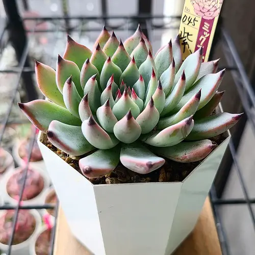 best Succulents & Cacti