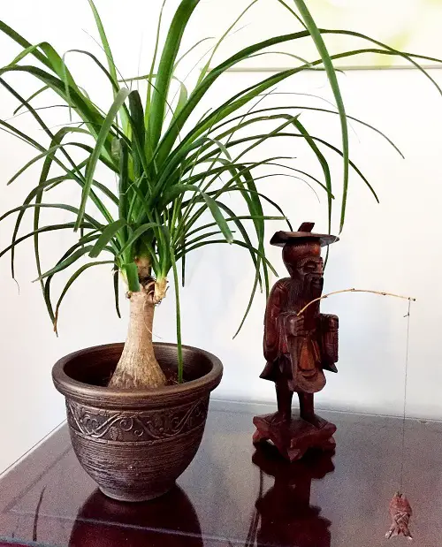 Large Houseplants in table