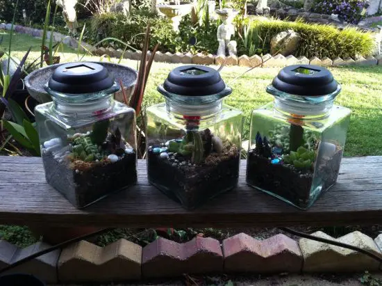 DIY Square Bottle Terrarium