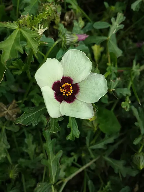 Gorgeous White and Black Flowers in garden