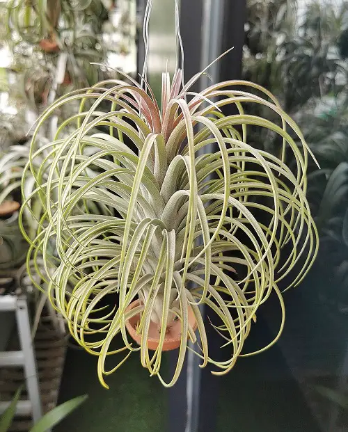 Air Plants in houseplant ideas