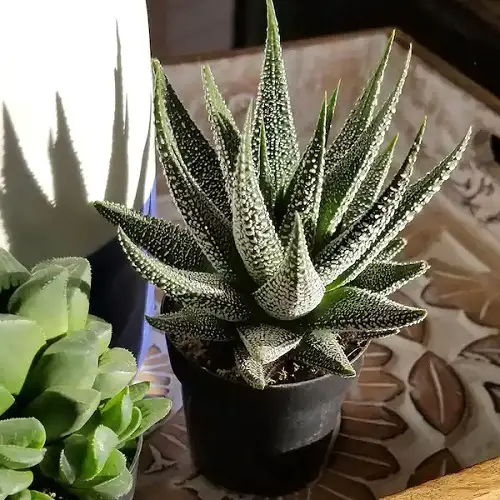 best Small Houseplants