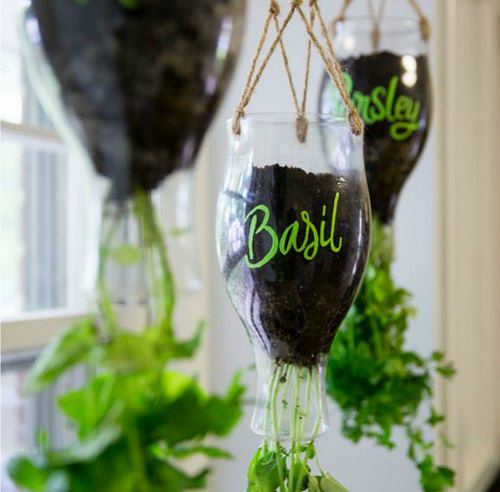 Growing Herbs in Plastic Bottles 7