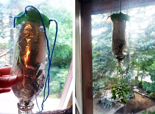 Growing Herbs in Plastic Bottles 9