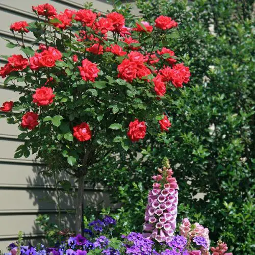 Tips to Make Roses Bloom 3