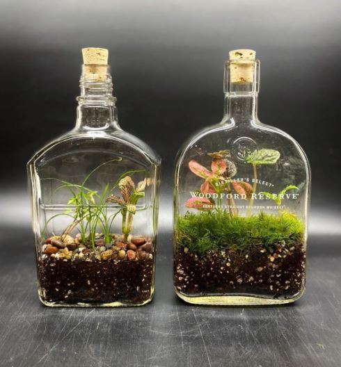 Liquor Bottle Terrarium