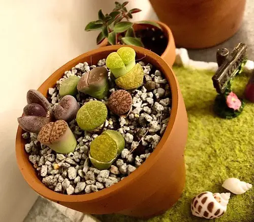 lovely Succulents & Cacti