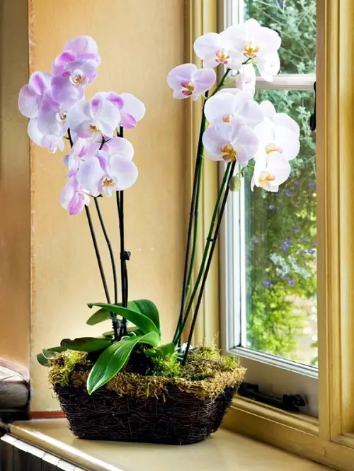 flowering Types of Indoor Plants