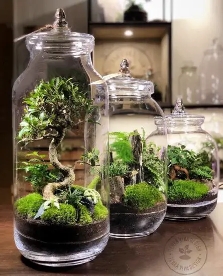 Mini Trees Inside Jars