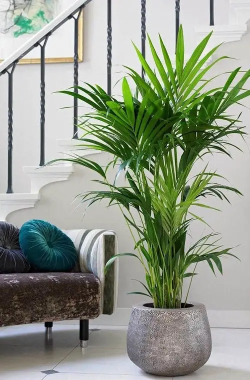 best Large Houseplants