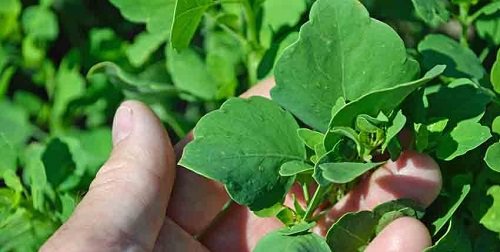 How to Grow Papalo 2