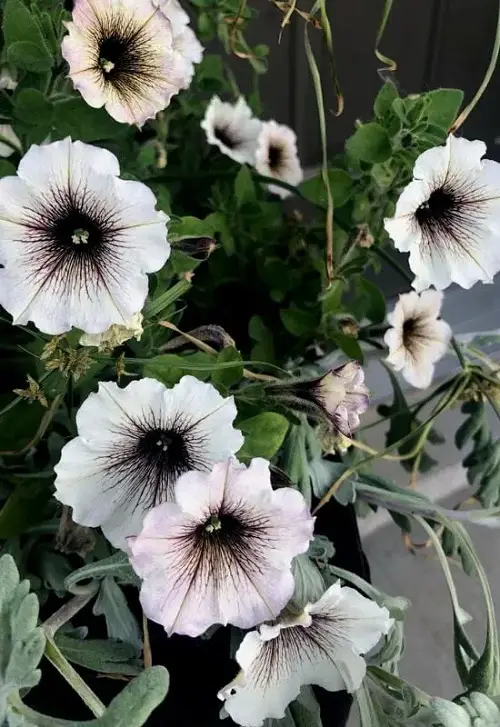 Gorgeous Flowers in Black and White