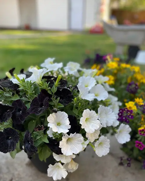 Black and White Flowers 1