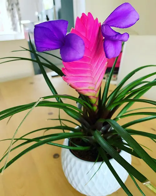 Air Plants houseplant ideas