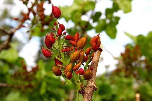 Where Do Pistachios Come From 2