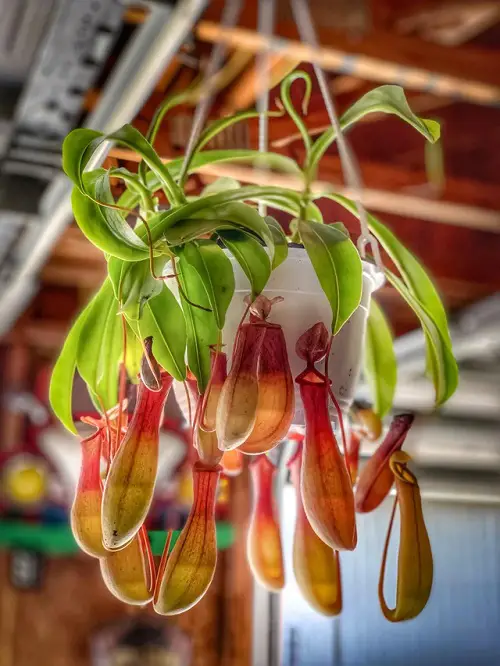 Moisture Loving Houseplants