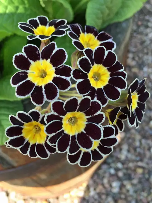 Elegant Black and White Flowers