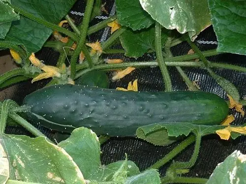 Types of Cucumber