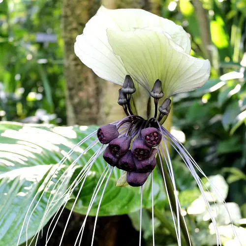 Elegant Black and White Flowers