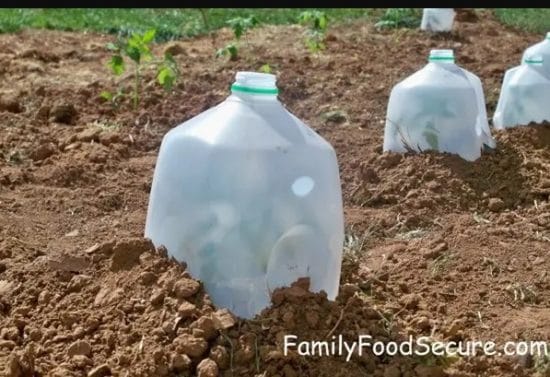 Smart Gardening Hacks For Beginners 6