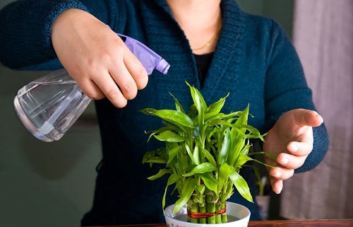 Benefits of Lucky Bamboo Plant 3