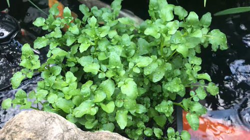Herbs and Vegetables Perfect for Container Water Gardens 6