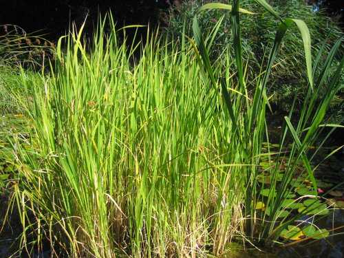 Herbs and Vegetables Perfect for Container Water Gardens 8