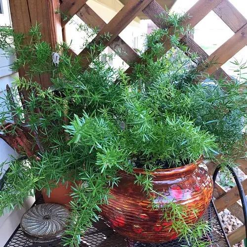 Small Houseplants inpot