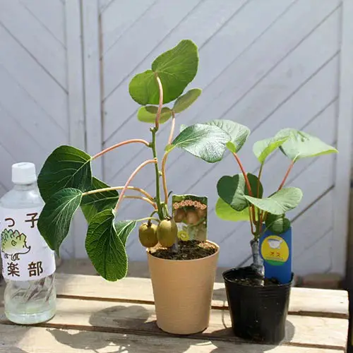 Fruits That Can Be Grown from Seeds