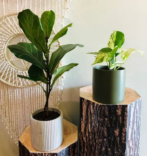 Large Houseplants