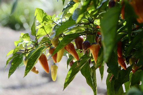Is Jalapeno a Vegetable Or a Fruit 2