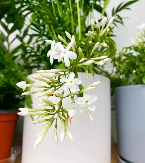 Types of Indoor Plants