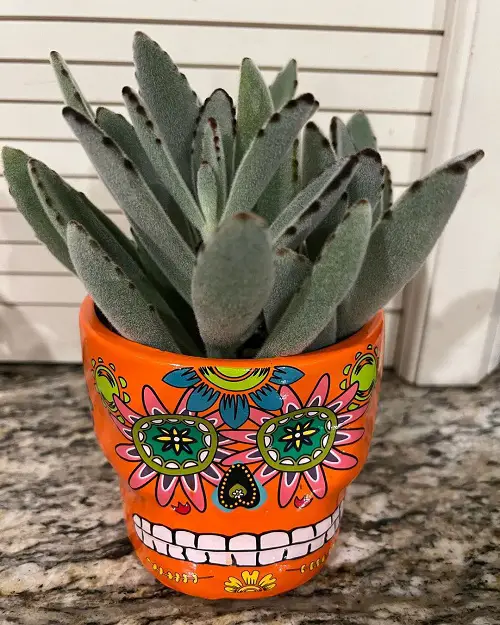 Succulents & Cacti