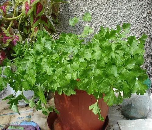 25 Best “Cut and Come Again Vegetables” for a Lot of Harvest! 9