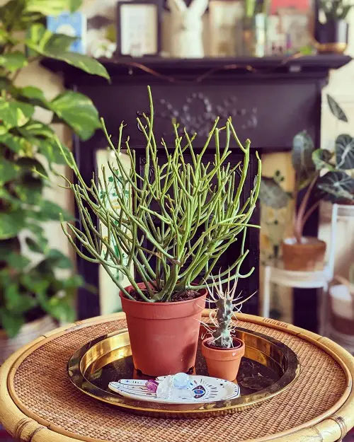beautiful Succulents & Cacti
